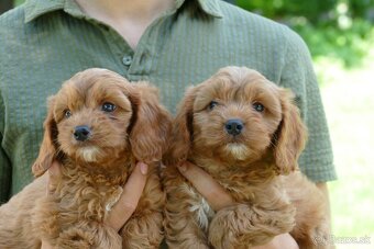 Cavapoo - 6