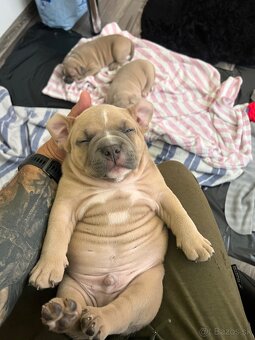American Bully pocket - 6