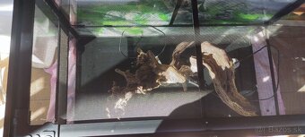 Terarium - 6