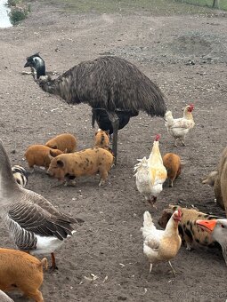 predam Kune Kune - 6