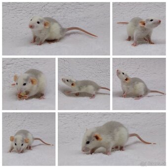 Potkan Potkany Potkaniky - 6