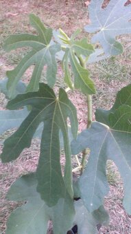 Predám figovniky - 6