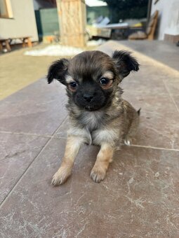 Mini čivava šteniatka - 6