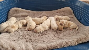 Labrador šteniatka, posledná voľná fenka - 6