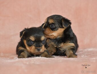YORKSHIRE TERRIER s PP rodokmenom - yorkshirsky terier - 6