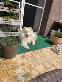 Samoyed - 6
