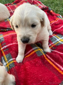 Zlatý retriever - 6