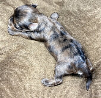 Yorkshire Terrier s PP - 6