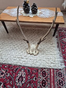 Predám trofeje jeleňov - 6