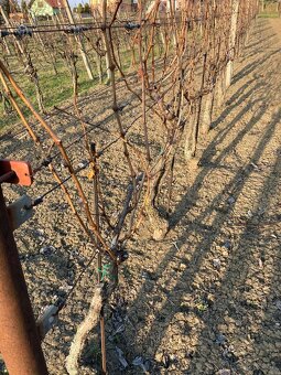 Vinica v srdci Skalických vinohradov - 6