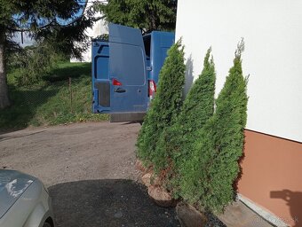 Tuja Smaragd, vavrínovec, červienka - Košice - 6