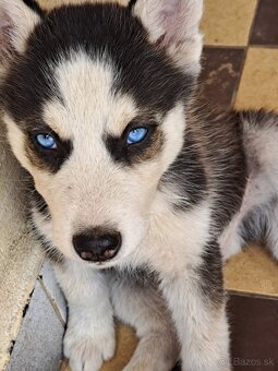 Šteniatka sibírsky husky - 6