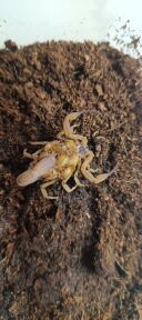 Tityus Stigmurus - 6