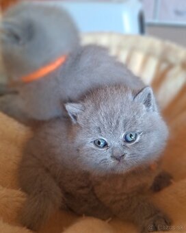 Britské mačiatka s PP - 6