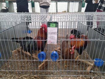 Vlaška Jarabičia - 6