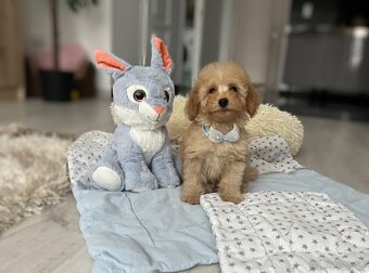 Toy pudlíčik, pudel - 6