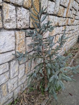 Živý vianočný stromček - 6