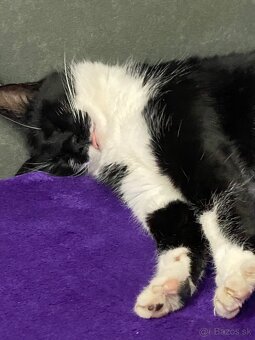 Darujem mačičku - 6