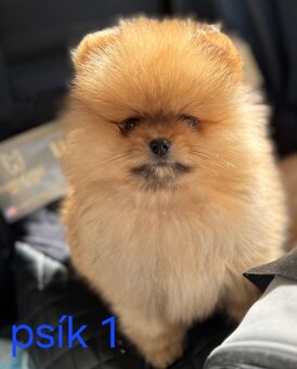 Pomeranian mini - 6