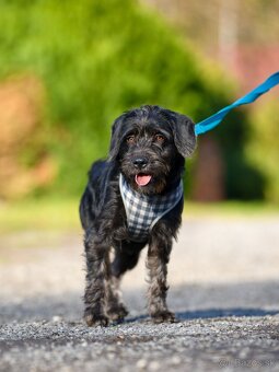 Darujem malú strapatú sučku Muriel - mix bradáč / jazvečík - 6