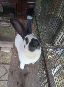 Nemecký obrovitý strakáč - 6