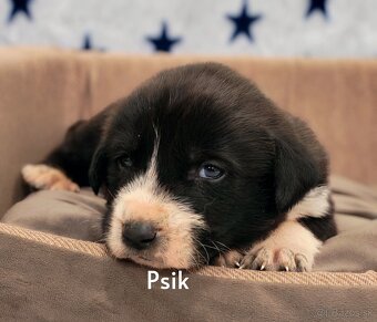 Stredoazijsky ovčiak - 6