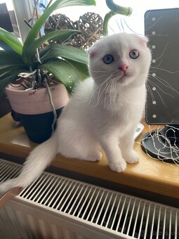 Skotka klapouchá koťata s pp - 6