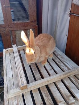 Burgunsky -Maklembursky - 6