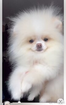 Pomeranian - 6