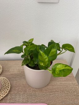 Izbová rastlina - 6