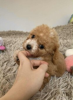 Red and white mini Maltipoo girl - 6