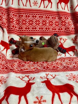 Šteniatko psík čivavy - 6