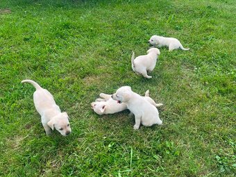Šteniatko labrador - 6