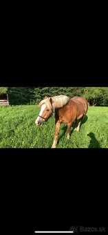Haflinger a poník na predaj - 6