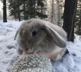 🐰 MINILOP KRÁLIK - 6