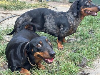 jazvecik trpaslici merle - 6