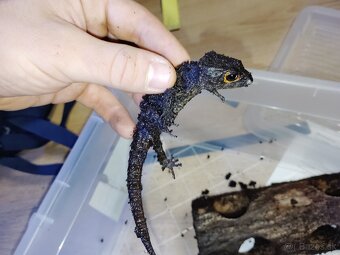 Helmoscink okuliarnatý ( red eyed crocodile skink) - 6