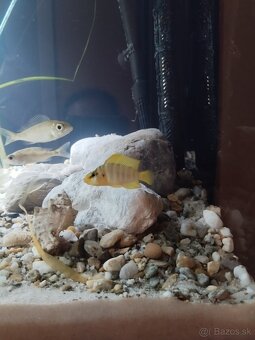 cichlida africká - 6