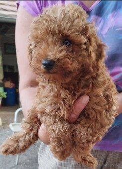 Pudel trpaslíci. - 6