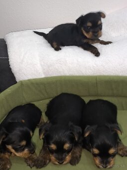 Mini Yorkshire terrier - 6