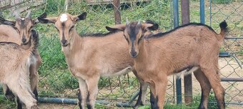 Predám krásne .kozliatka na další chov.po matkach - 6