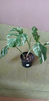 Monstera variegata - 6