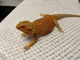 Agama bradatá + terárium - 6