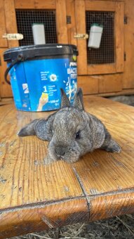 Predám VSS+Hyla - 6