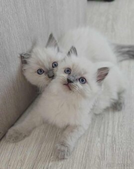 Ragdoll mačiatka - 6