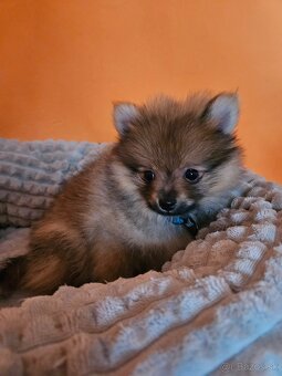 Predám šteniatko Nemeckého trpasličieho špica oranžoveho - 6