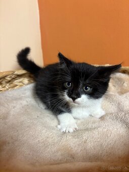 Roztomilé mačiatka hľadajú domov – zdarma - 6