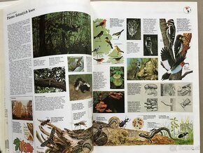 Krtko a dáždnik, Veľký atlas živočíchov, 1500 anglických slo - 6