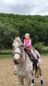 Appaloosa kobylka - 6