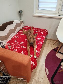 Bulterier x americký pitbull teriér - 6
